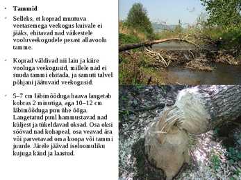 Järved #11