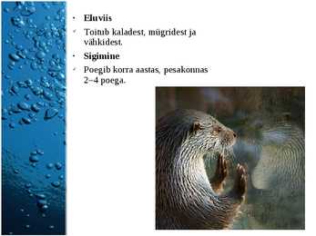 Järved #14