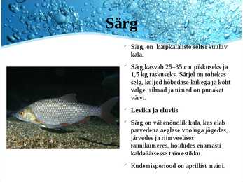 Järved #16