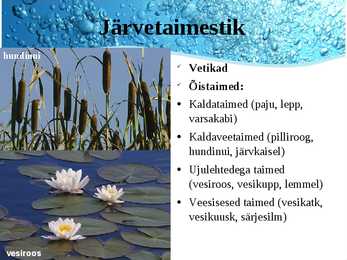 Järved #19
