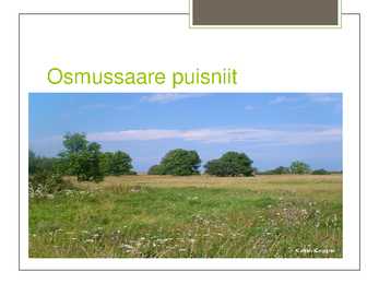 Puisniit #12