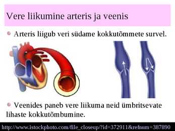 Vereringeelundkond #15