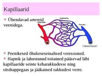Vereringeelundkond #16