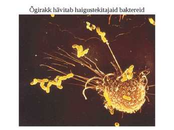 Vereringeelundkond #27
