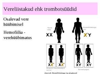 Vereringeelundkond #28