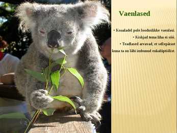 Referaat koaaladest #7