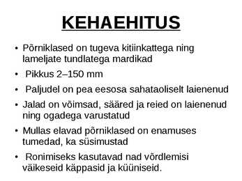 Põrnikad #2