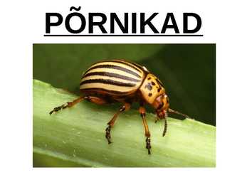 Põrnikad