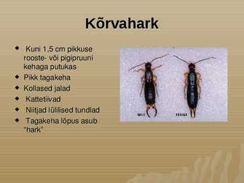 Kõrvahark #3