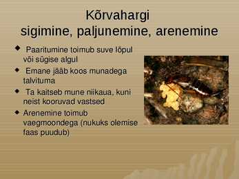 Kõrvahark #4