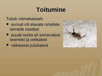 Kõrvahark #5