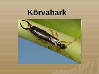 Kõrvahark