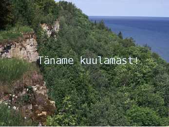 Pangametsad #11