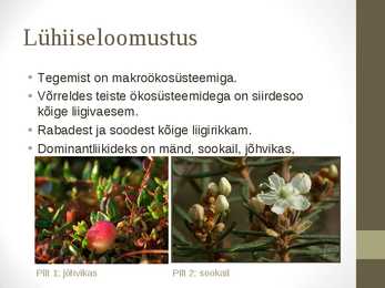 Siirdesoo #3