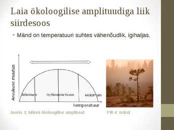 Siirdesoo #6