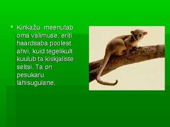 Kinkažu #2