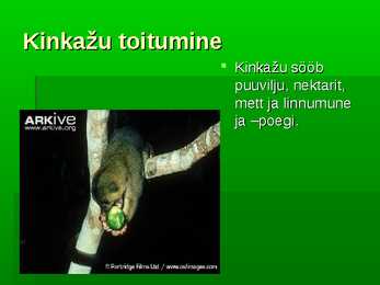 Kinkažu #4