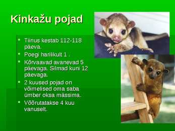 Kinkažu #7