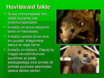 Kinkažu #8