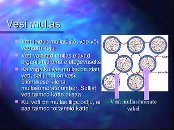 Mulla niiskus-loomad-taimed mullas #5