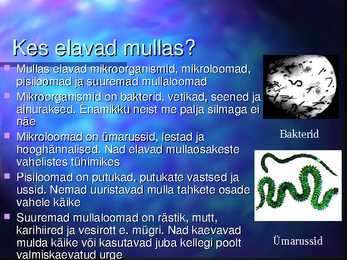 Mulla niiskus-loomad-taimed mullas #8