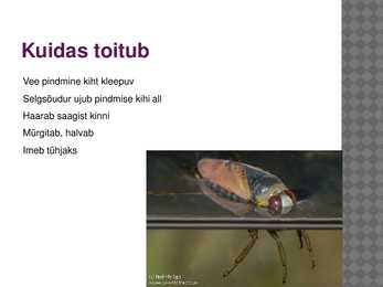 Selgsõudur #7