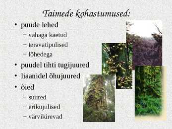 Ekvatoriaalsed vihmametsad #12
