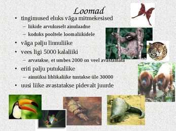 Ekvatoriaalsed vihmametsad #13