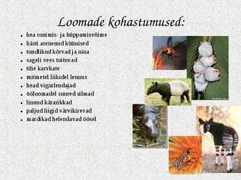Ekvatoriaalsed vihmametsad #14