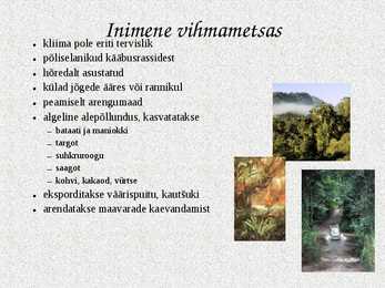 Ekvatoriaalsed vihmametsad #16