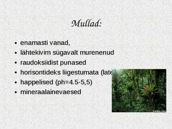 Ekvatoriaalsed vihmametsad #8