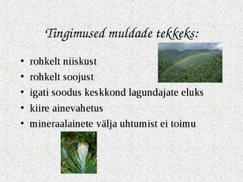 Ekvatoriaalsed vihmametsad #9