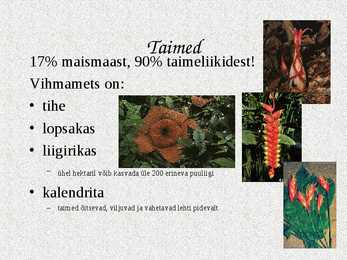 Ekvatoriaalsed vihmametsad #10