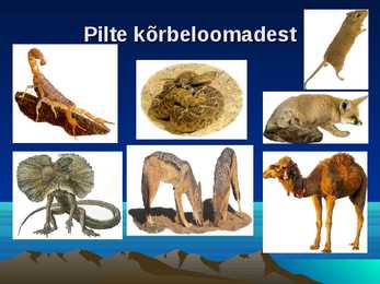 Kõrbed #11