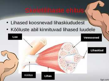 Lihased-Iseseisevtöö #11