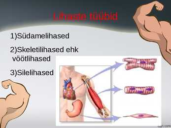 Lihased-Iseseisevtöö #4