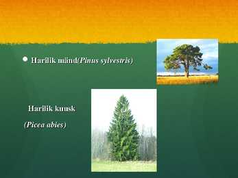 Ökosüsteem Mets - esitlus #6