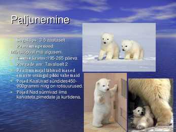Jääkarud #3