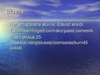 Jääkarud #4
