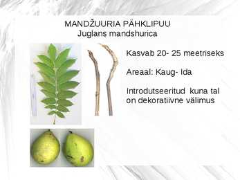 Puuliigid #2