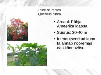 Puuliigid #14