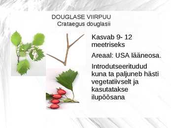Puuliigid #4