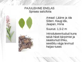 Puuliigid #7