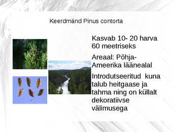Puuliigid #9