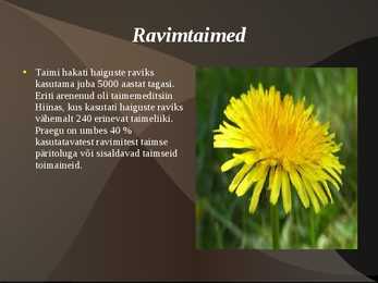 Ravimtaimed #2