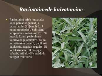 Ravimtaimed #11