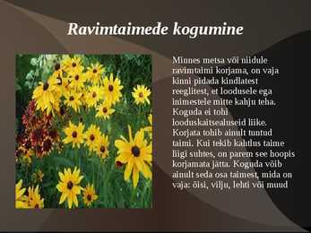 Ravimtaimed #4