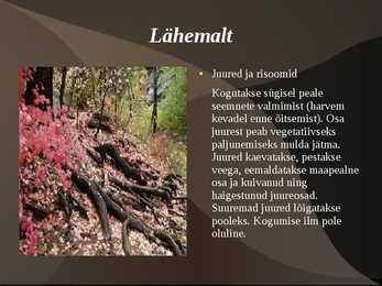 Ravimtaimed #9