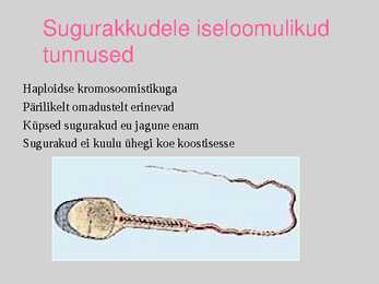 Sugurakkude areng #2