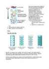 Geelkromatograafia #4